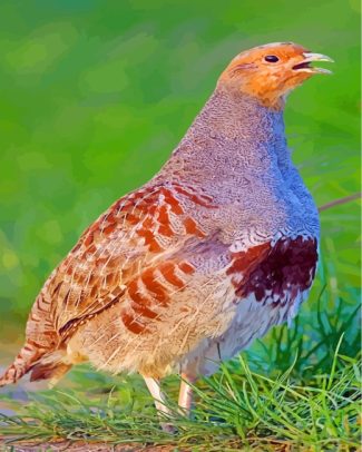 partridge bird diamond paintings