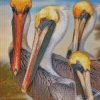 pelicans birds diamond paintings