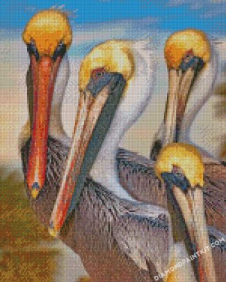 pelicans birds diamond paintings