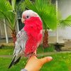 pink gallah bird diamond painting