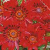 red Gazanias diamond paintings