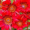 red Gazanias diamond painting