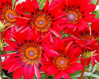 red Gazanias diamond painting