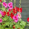 red and pink hollyhocks flowers diamond painting