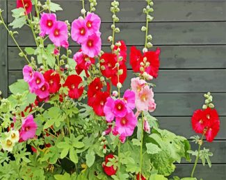 red and pink hollyhocks flowers diamond painting