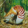 sea Nautilus diamond paintings