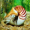 sea Nautilus diamond paintings