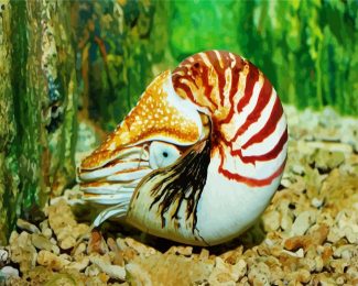 sea Nautilus diamond paintings