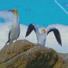 white Gannets diamond paintings