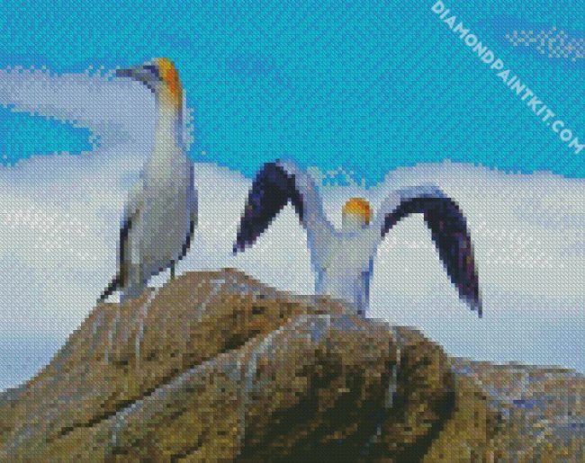 white Gannets diamond paintings