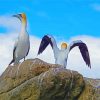 white Gannets diamond painting