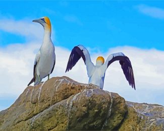 white Gannets diamond painting