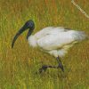 white Ibis diamond paintings