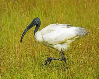 white Ibis diamond paintings