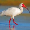 white Ibis in the water diamond painting