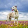 white Lurcher diamond paintings