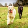 white and black labradoodle diamond paintings