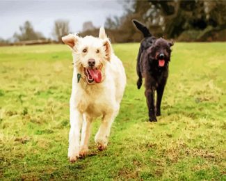 white and black labradoodle diamond paintings