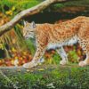 wild LYNX diamond paintings