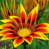 yellow Gazania diamond painting