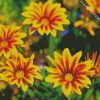 yellow Gazanias diamond paintings