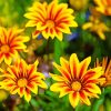 yellow Gazanias diamond painting