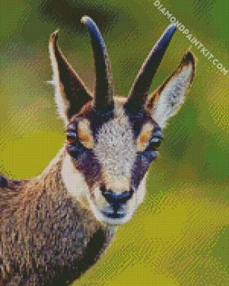 Aesthetic Animal Chamois diamond painting