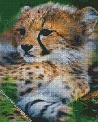 Baby Cheetah Cub diamond painting