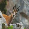 Chamois Animal diamond painting