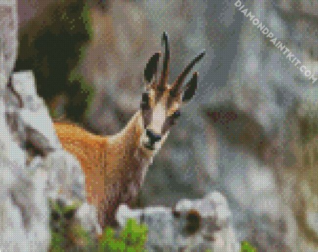 Chamois Animal diamond painting