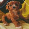 Cute Cavoodle diamond painting