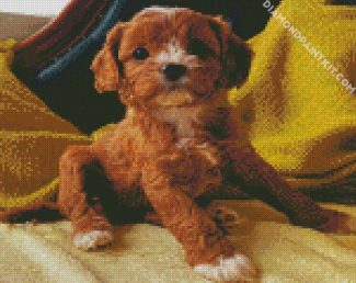 Cute Cavoodle diamond painting