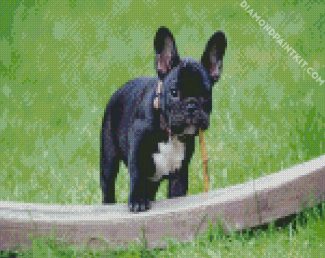 Black French Bulldog diamond painting