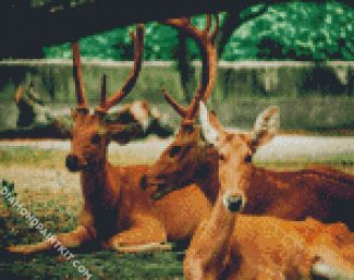 Brown Bucks diamond painting