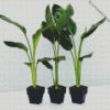 Green Strelitzia Plantpots diamond painting