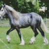 Grey Shire Horse diamond painting