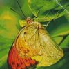 Pieridae Butterfly diamond painting