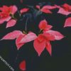 Pink Poinsettia Plants diamond painting