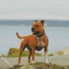 The Staffordshire Bull Terrier Dog diamond painting