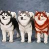 Alaskan malamute Dogs diamond painting