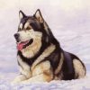 Alaskan malamute In Snow diamond painting