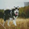 Alaskan malamute diamond paintings