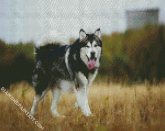 Alaskan malamute diamond paintings