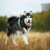 Alaskan malamute diamond painting