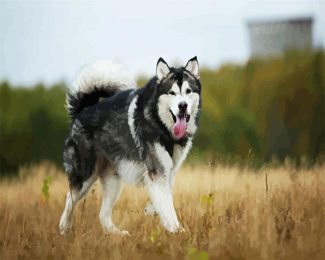 Alaskan malamute diamond painting