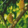 Atlantic Canary Birds diamond paintings