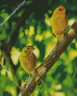 Atlantic Canary Birds diamond paintings