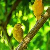 Atlantic Canary Birds diamond painting