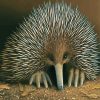 Australian Echidna diamond painting