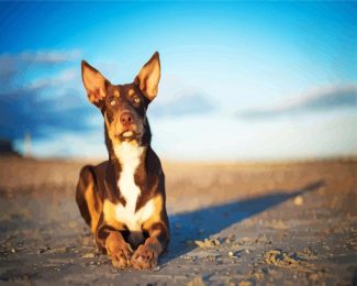 Australian Kelpie Dog diamond painting